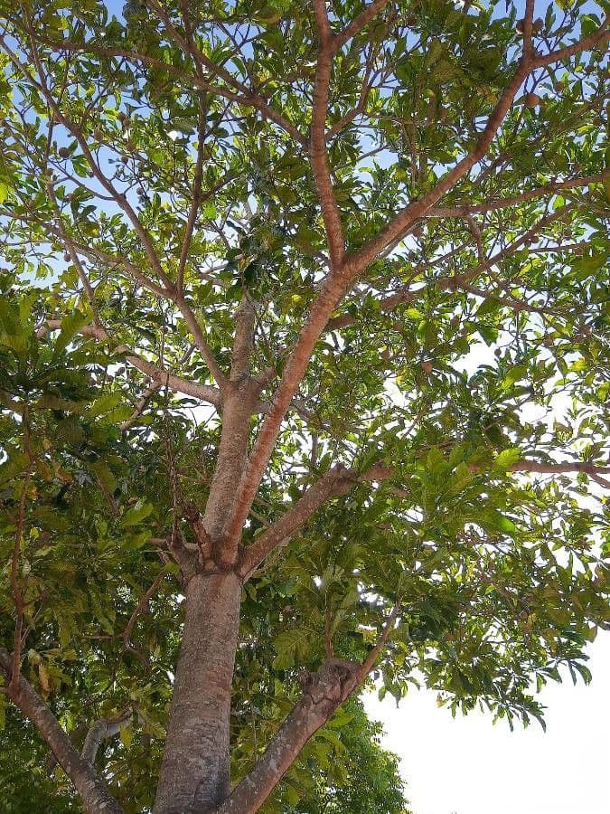 Genipapo-Baum 22