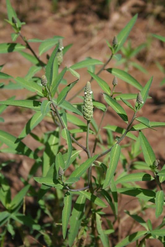 Sphenoclea 9