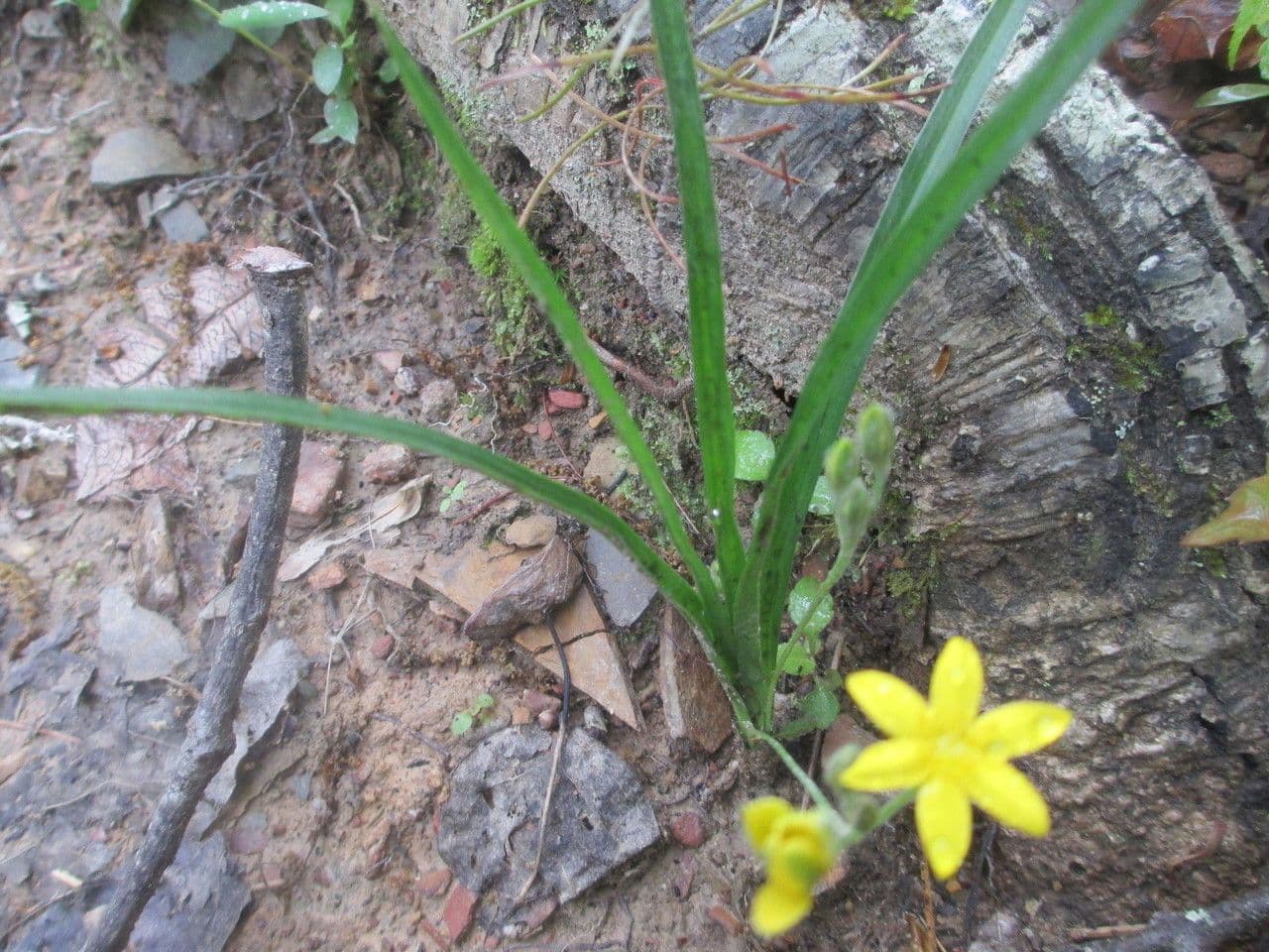 Ipoxide pelosa 7