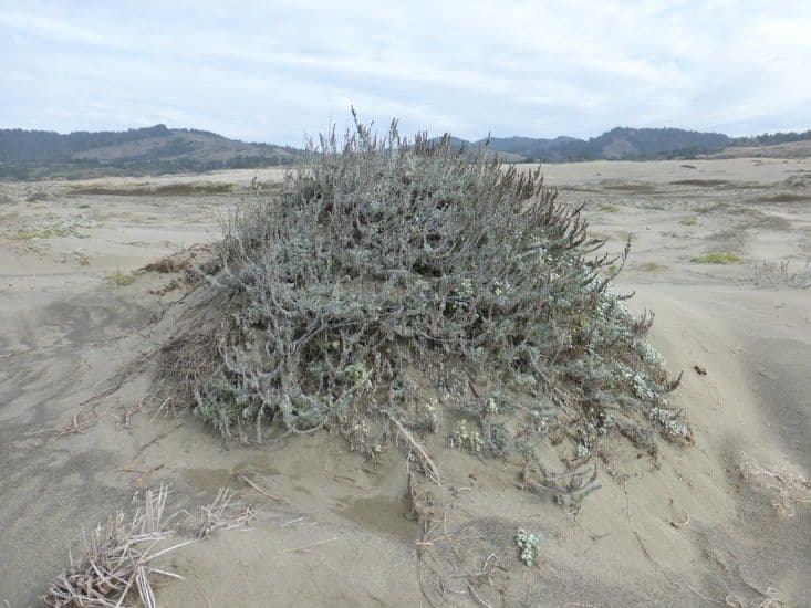 Artemisia pycnocephala 10