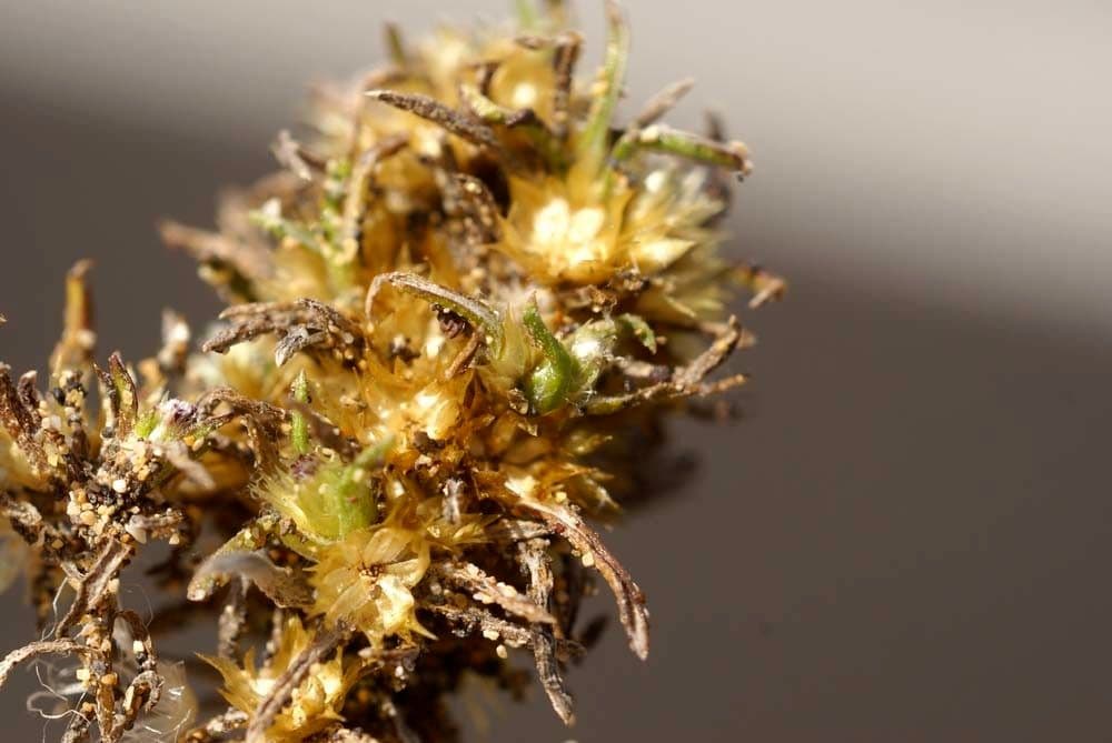 Ifloga spicata 12
