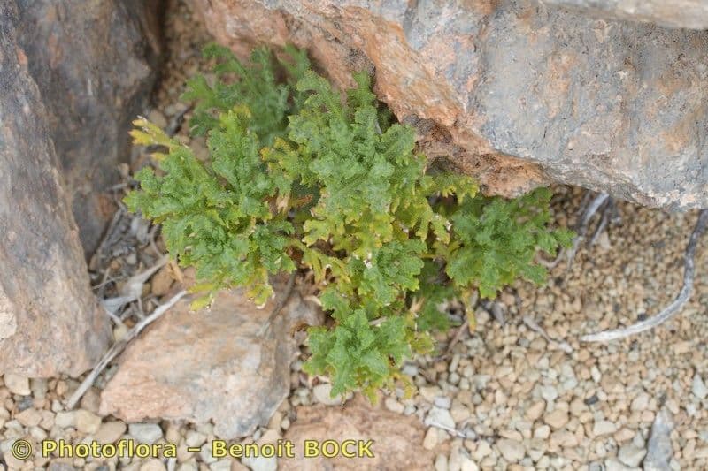 Argyranthemum 7