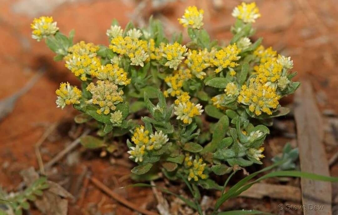 Rhodanthe moschata