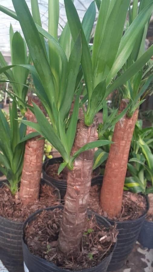 Yuca gigante 10