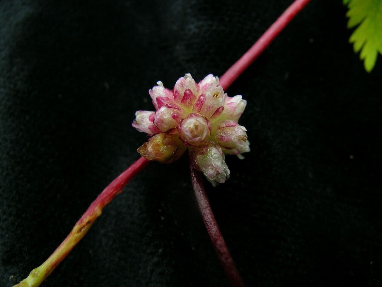 Cucaflexa