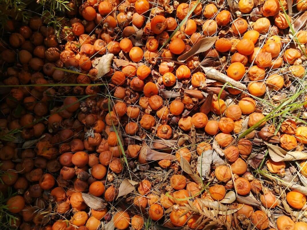 Butia