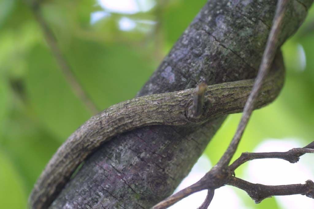 Aristolochia 15