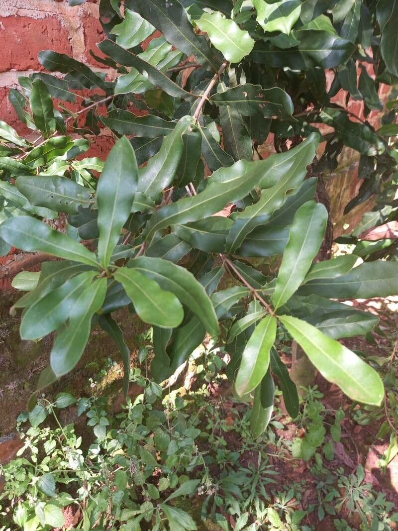 Macadamia 16