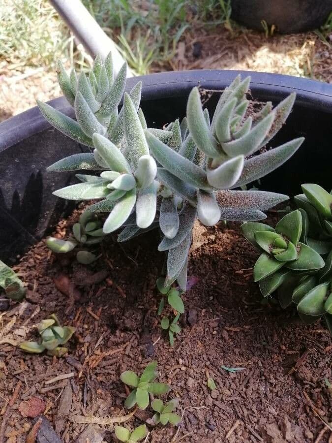Crassula 13