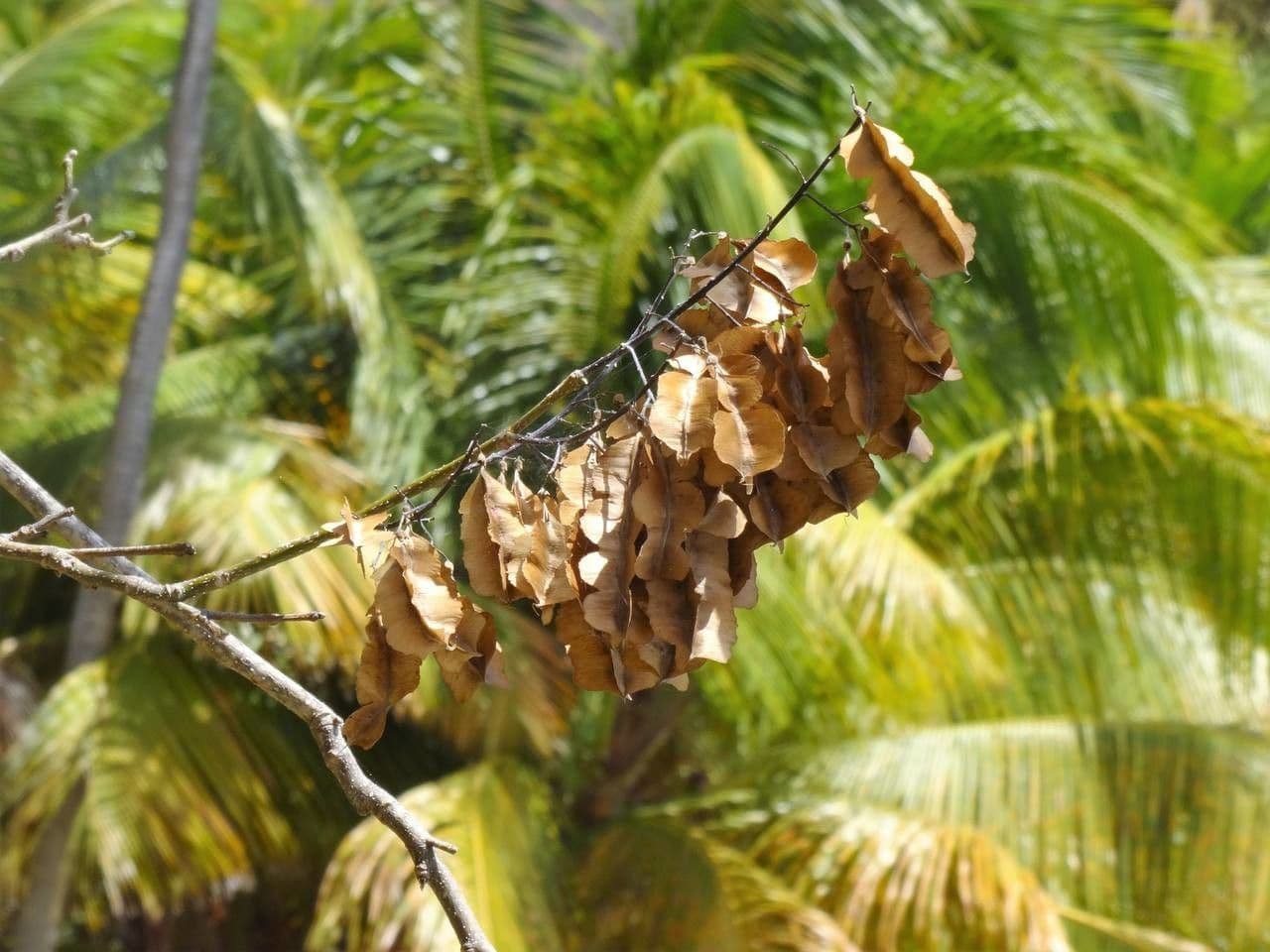 Piscidia carthagenensis 5