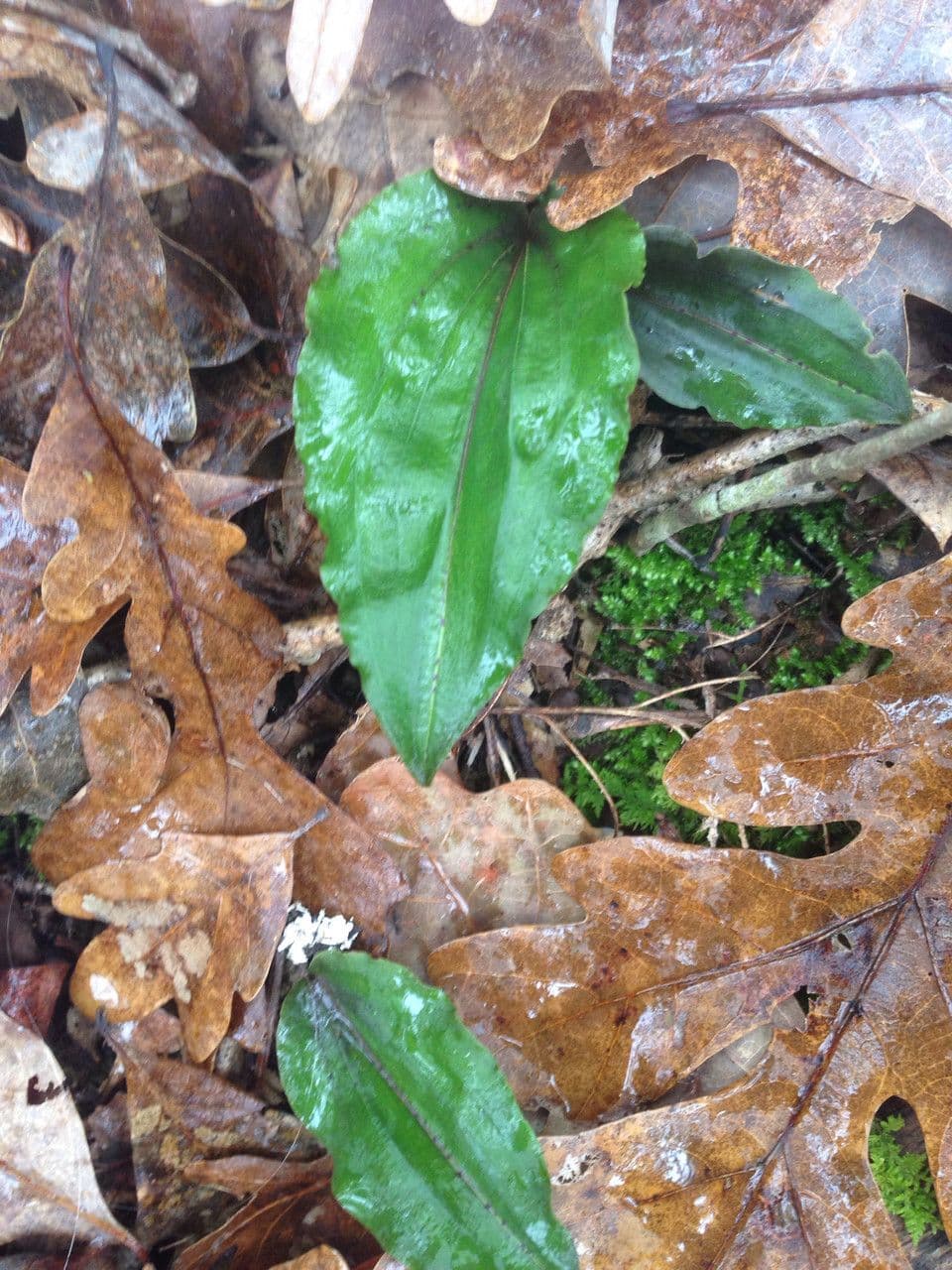 Tipularia discolor 9