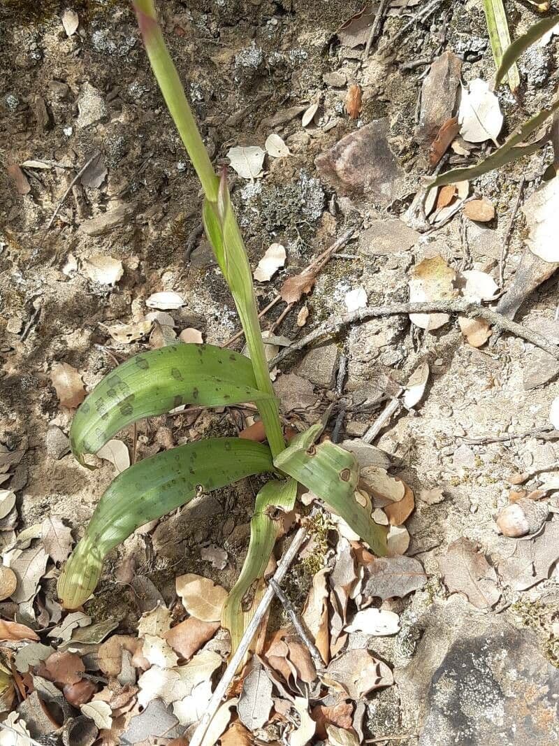 Orchide a quattro macchie 12