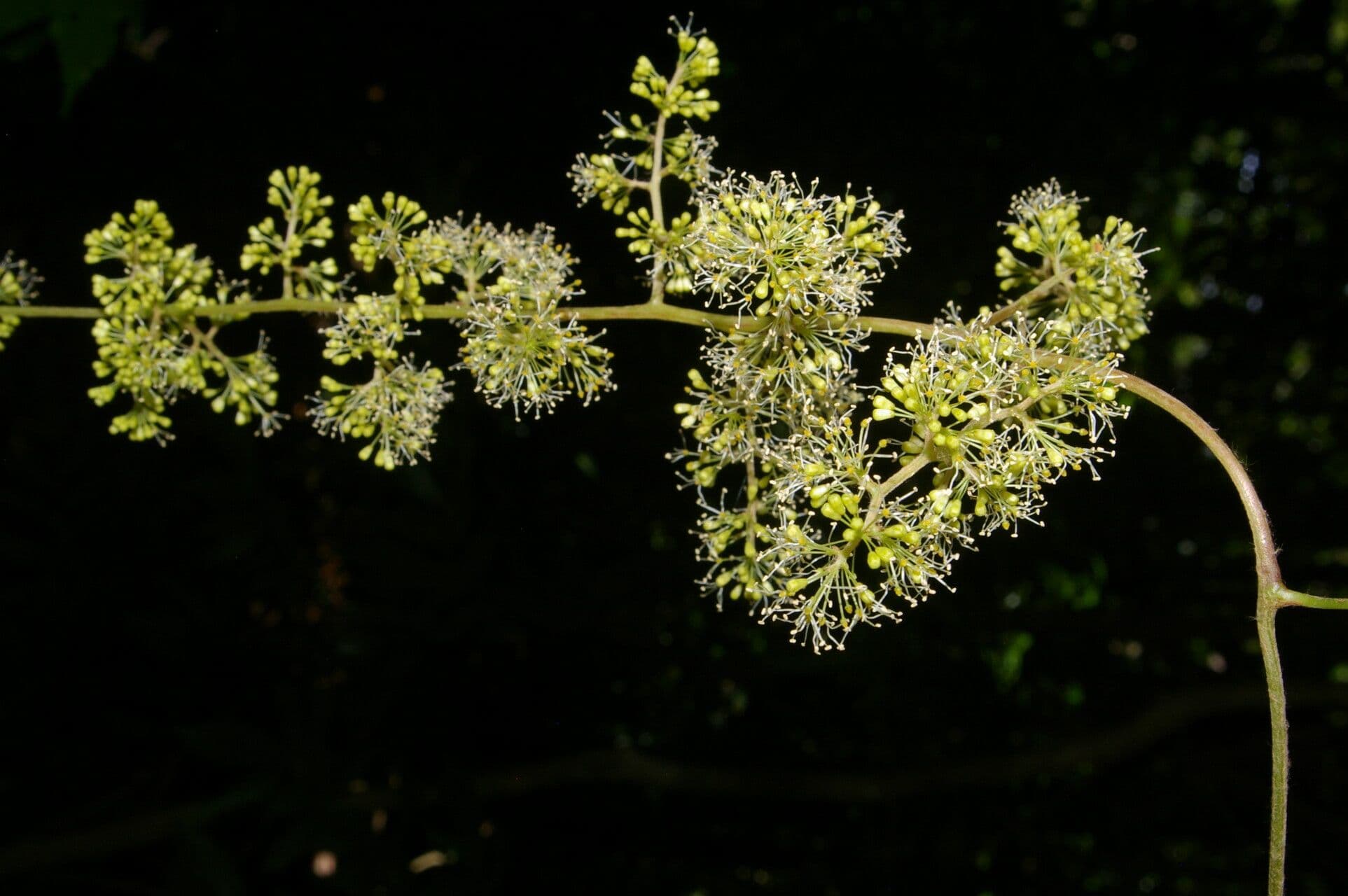 Vitis tiliifolia 12