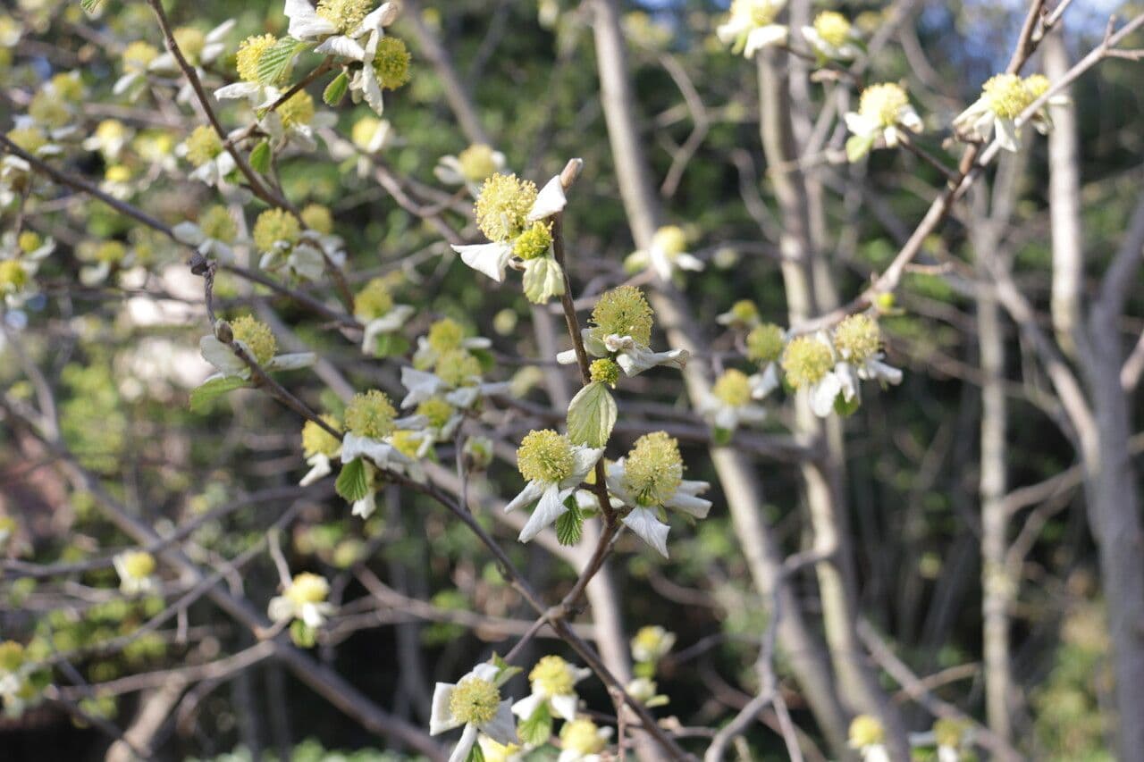 Jacquemonts Parrotiopsis 2
