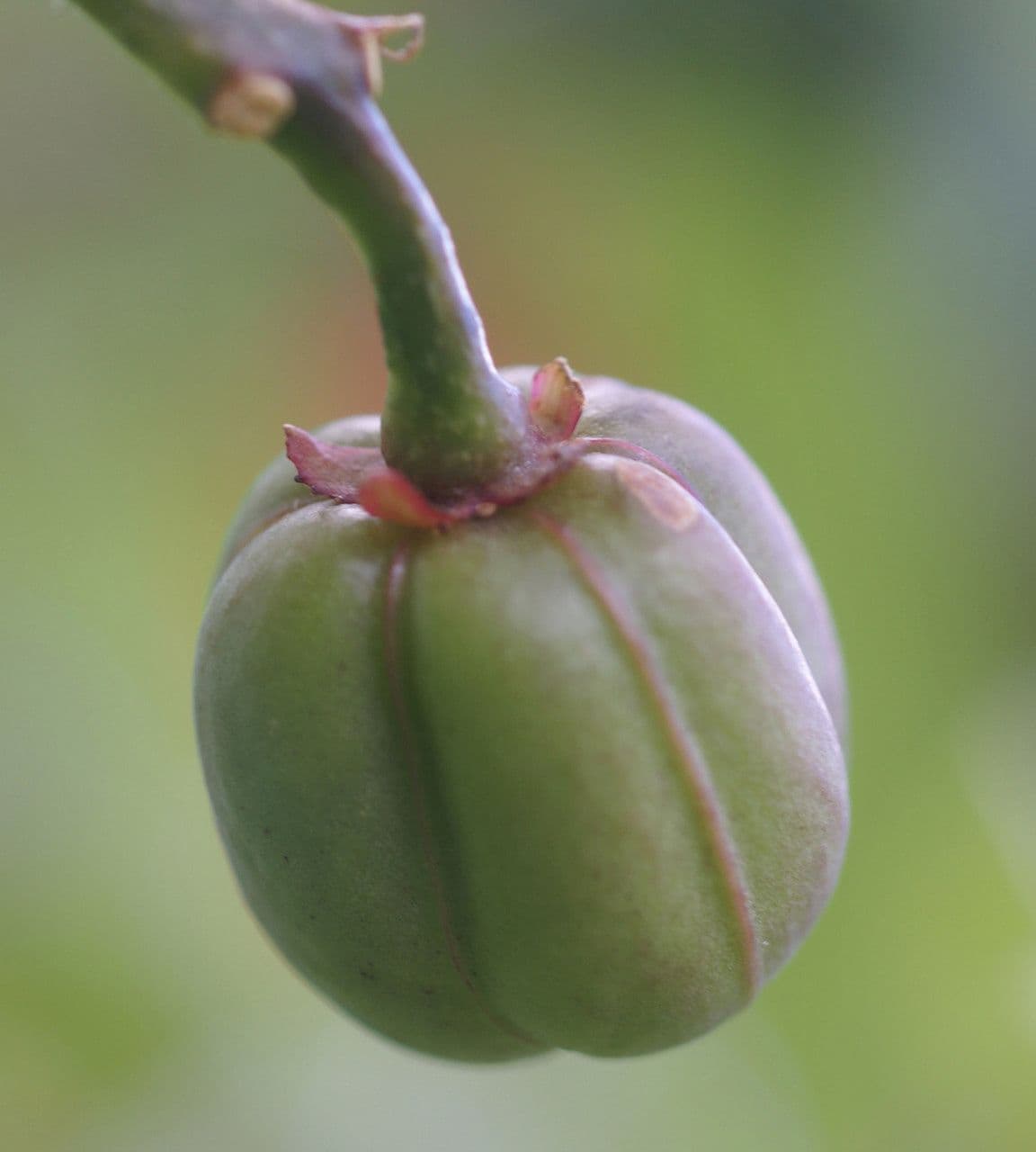 Jatropha integerrima 2
