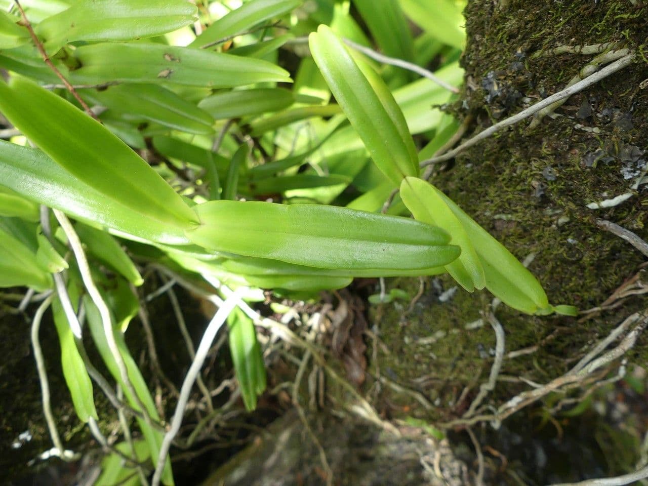 Oeoniella 14