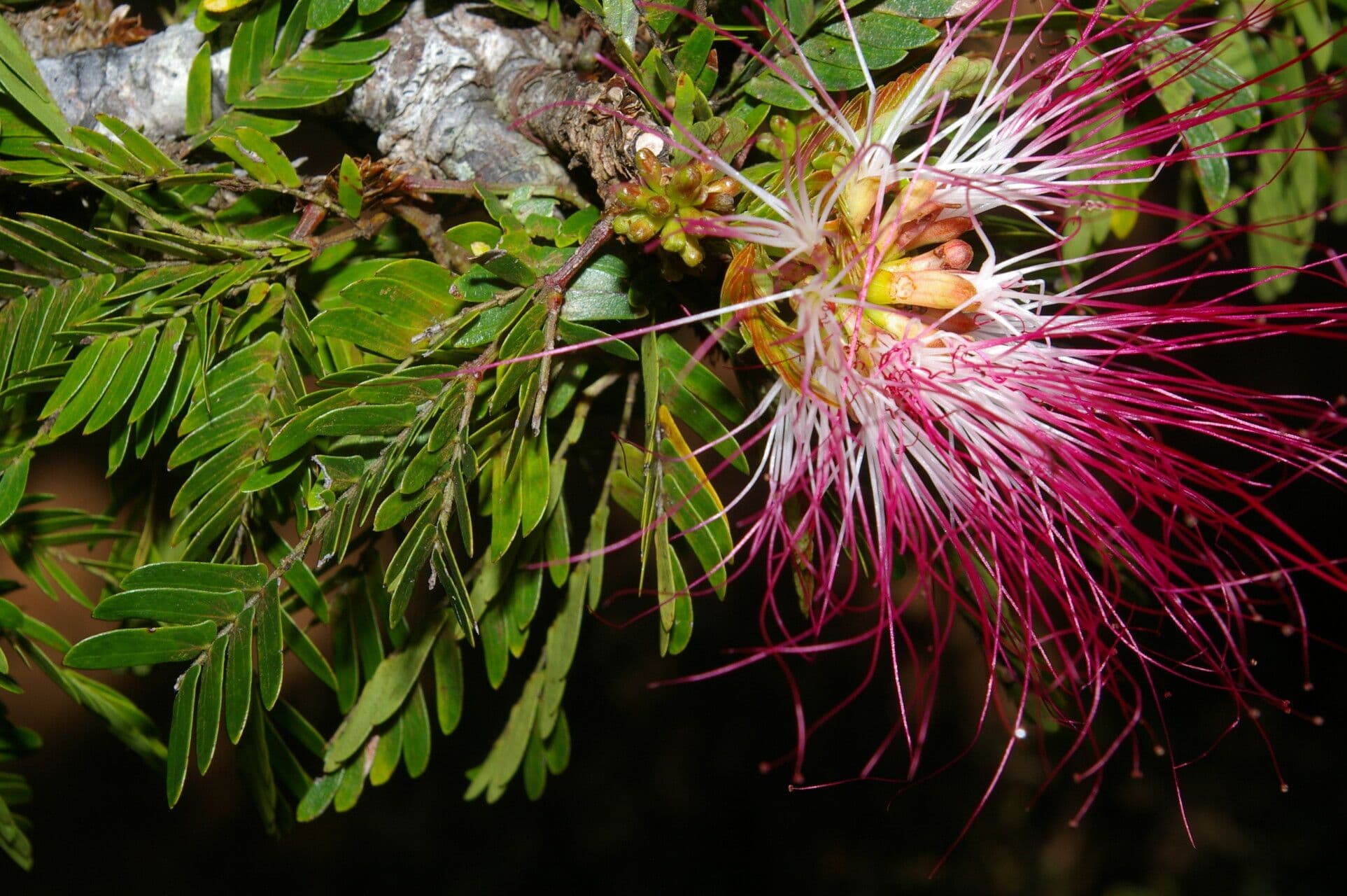 Calliandra 8