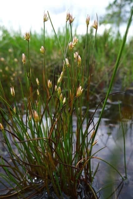 Jonc des marais 7