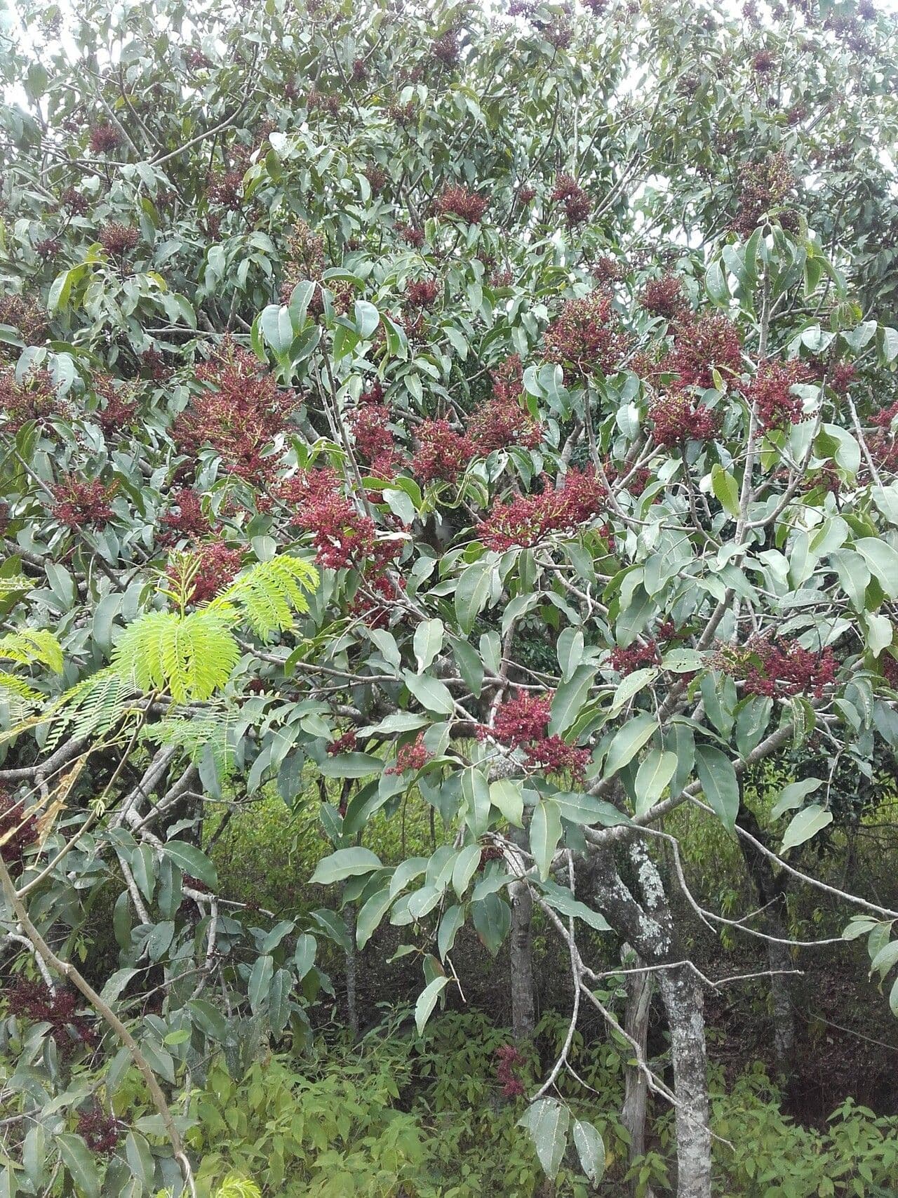 Euroschinus 6