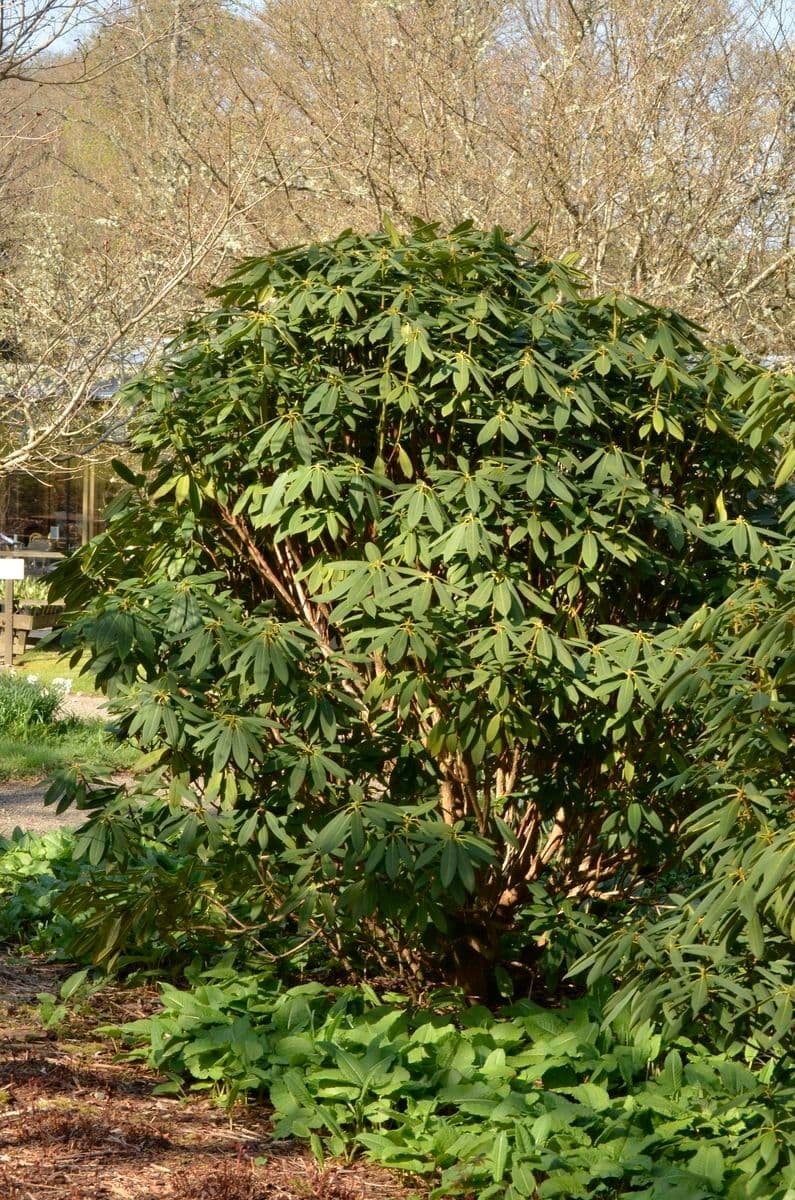 Rododendro 7