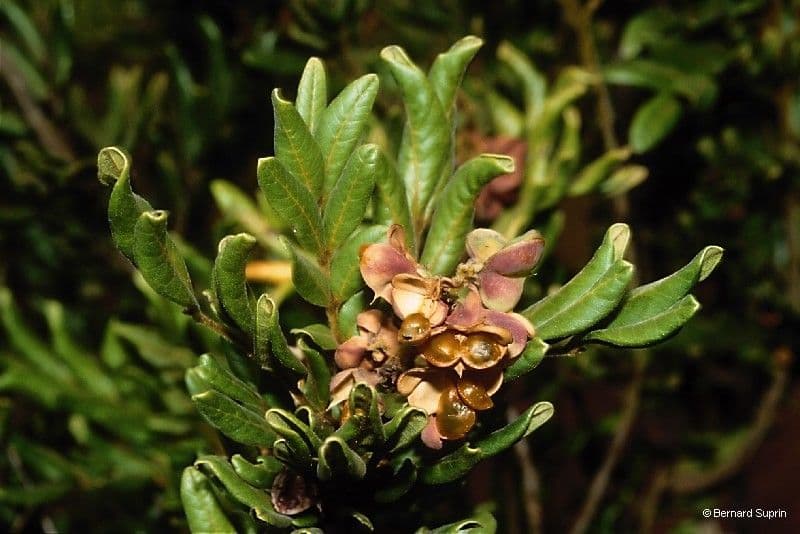 Guioa villosa 9