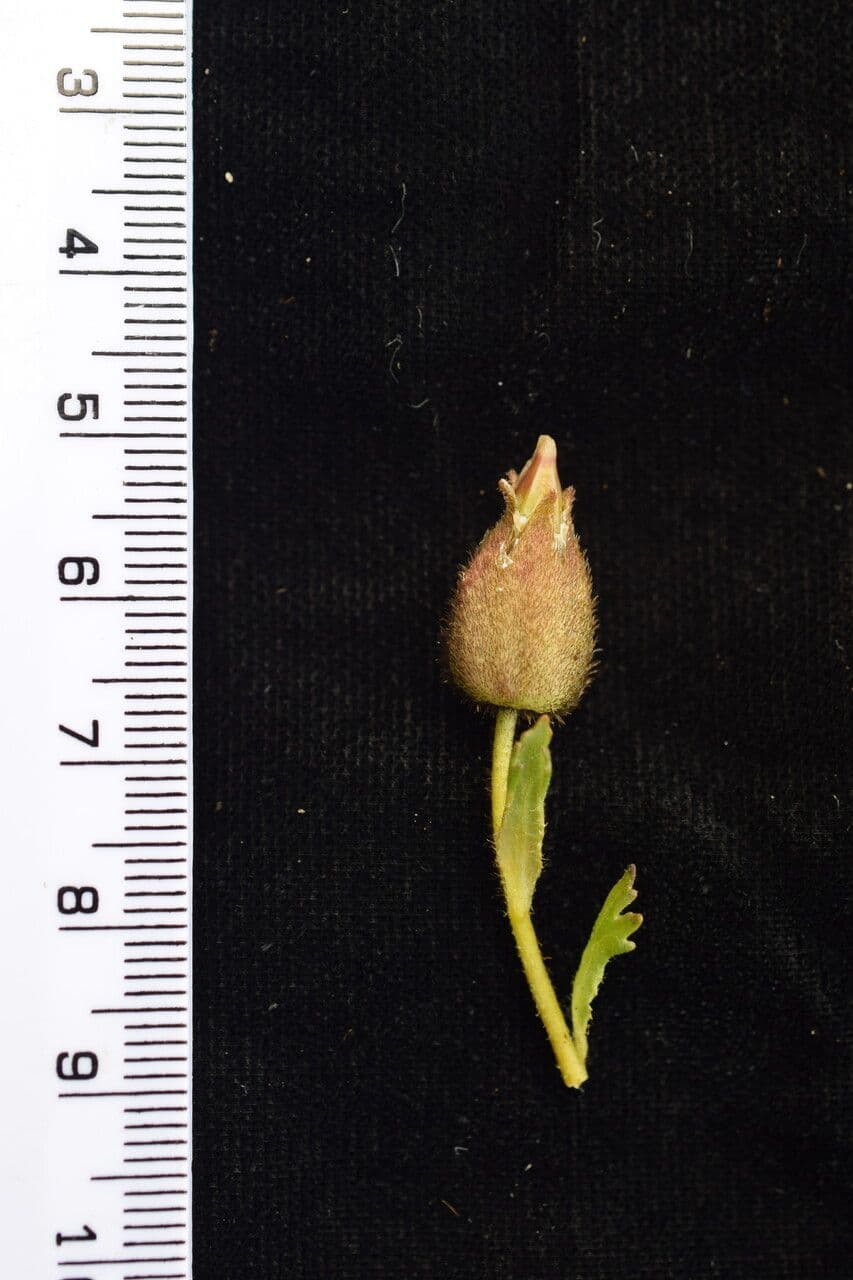 Cyananthus 9
