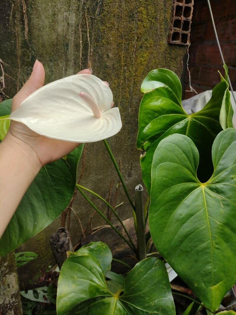 Anthurium 9