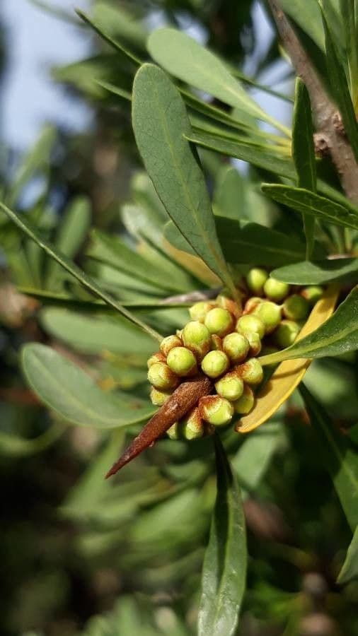 Argan 6