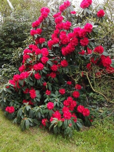 Azalea dolce 11
