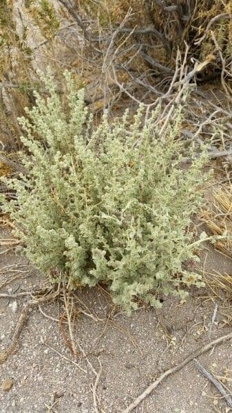Atriplice imbricata 6
