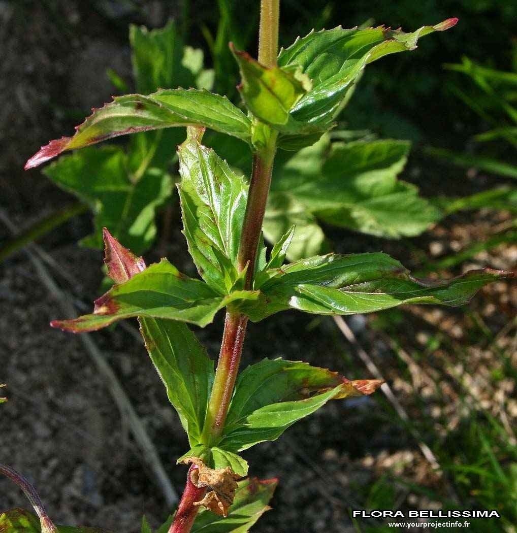 Epilobium alpestre 24