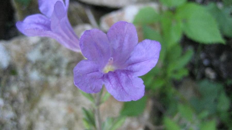 Ruellia 3