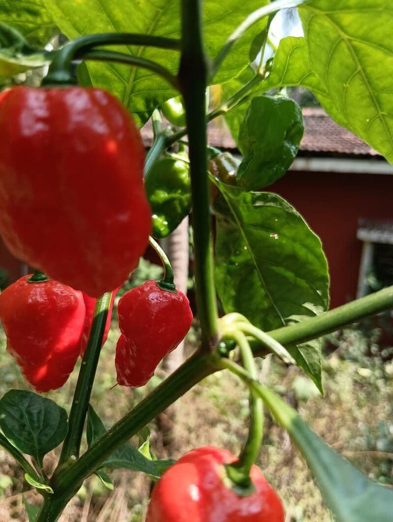 Peperoncino cinese 25