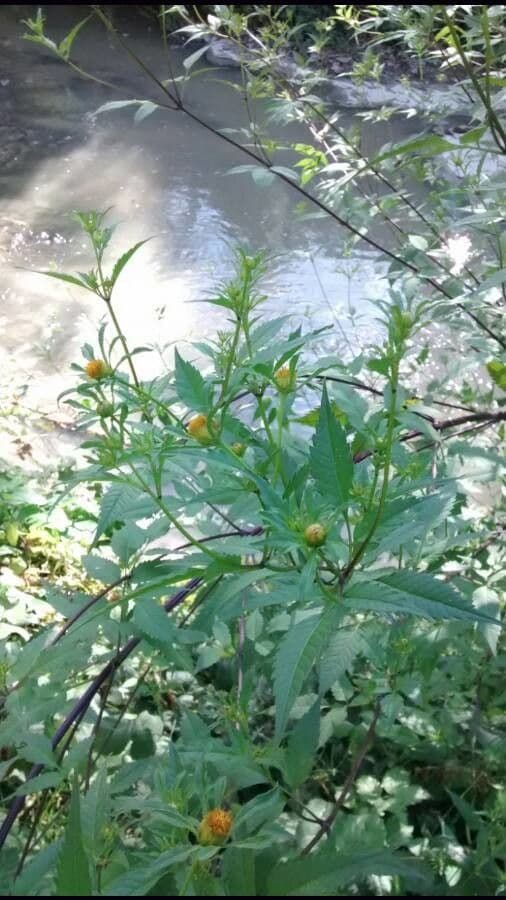 Bidens bipinnata 15