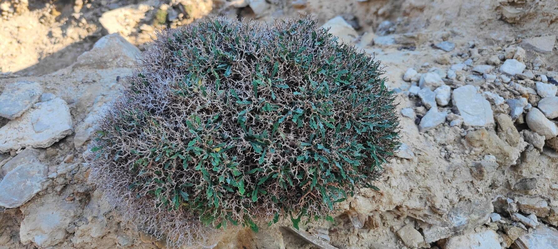 Launaea cervicornis 10