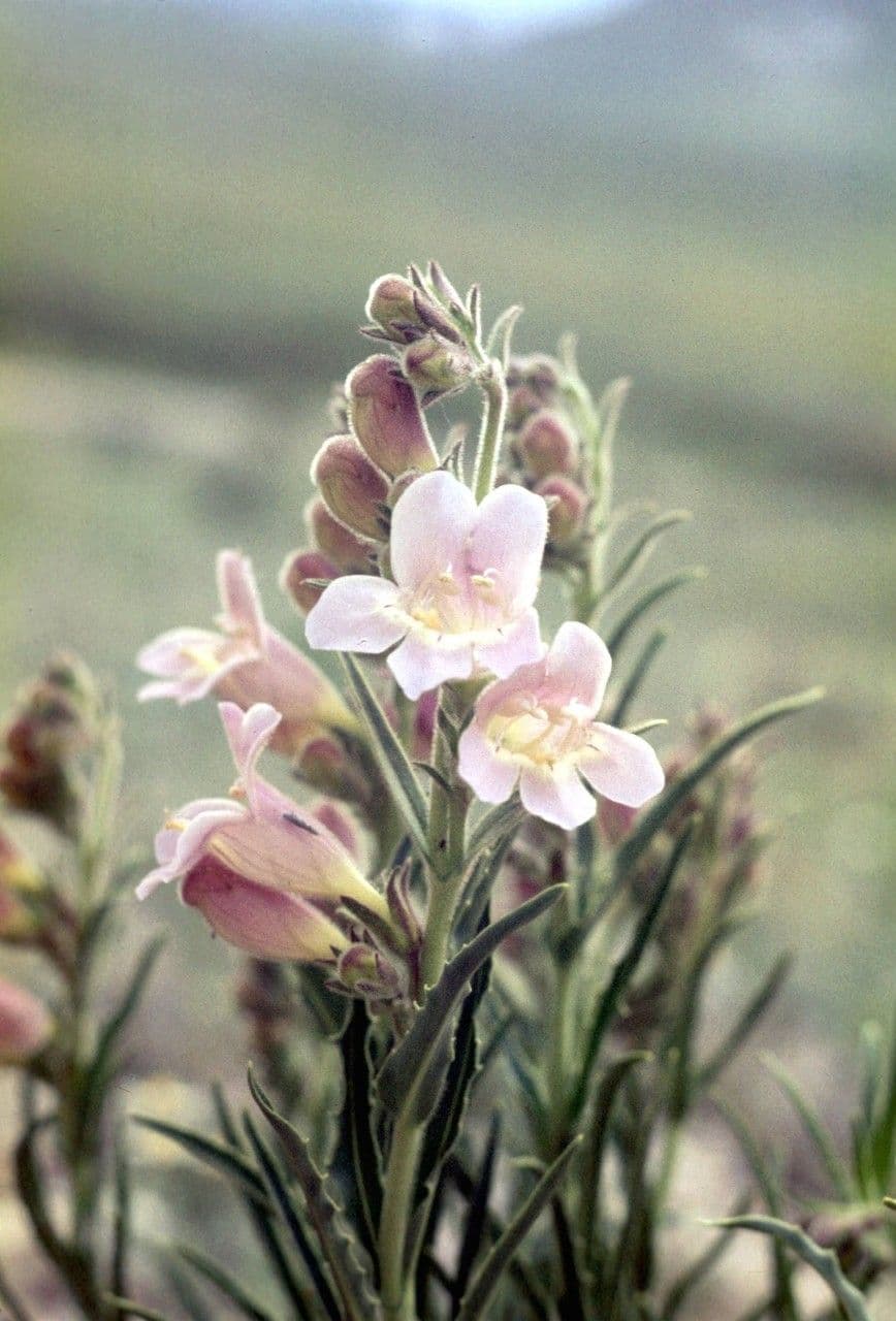 Penstemon 3