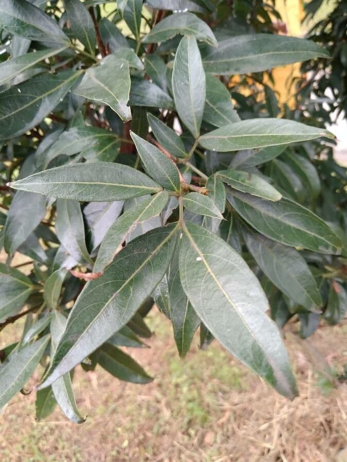 Zygia longifolia 4