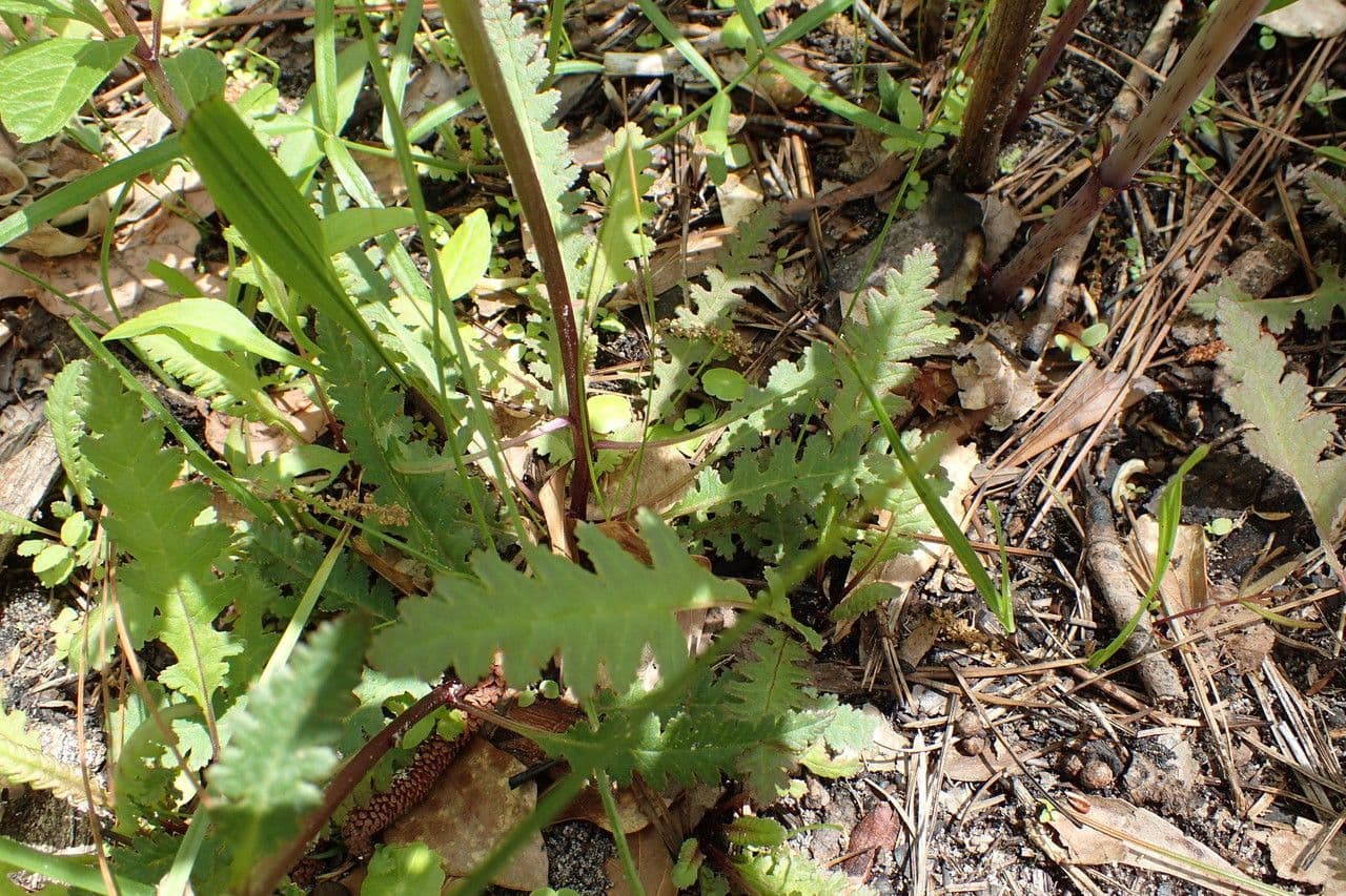 Pedicularis canadensis 21