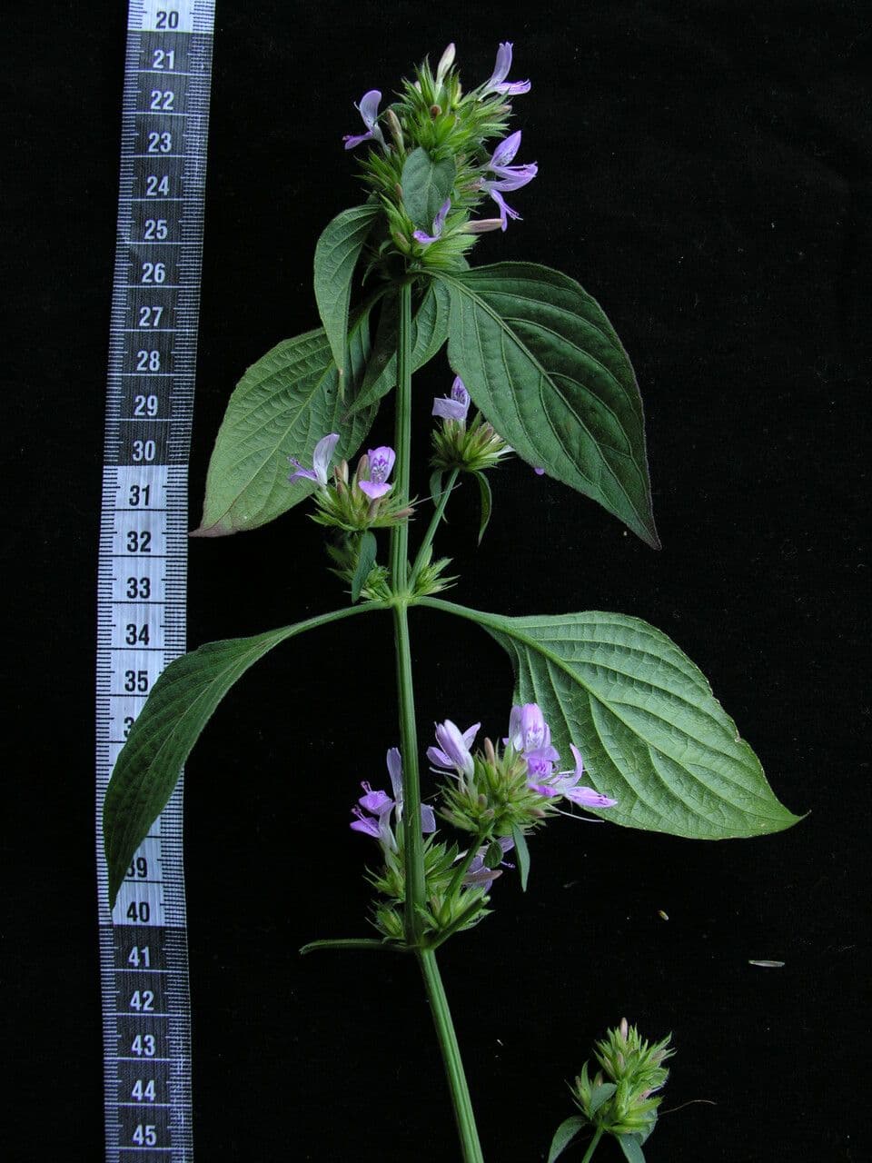 Dicliptera 9