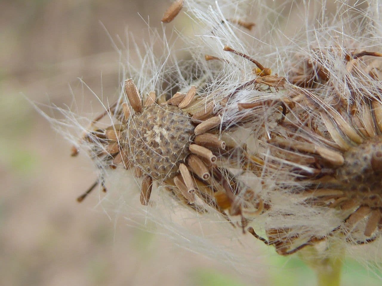 Senecio pterophorus 2