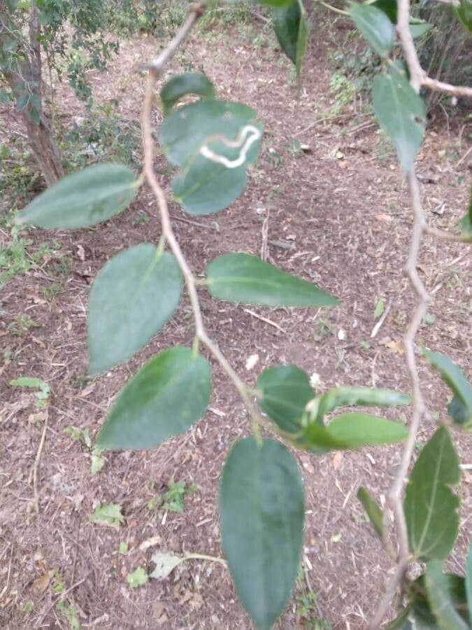 Celtis 18