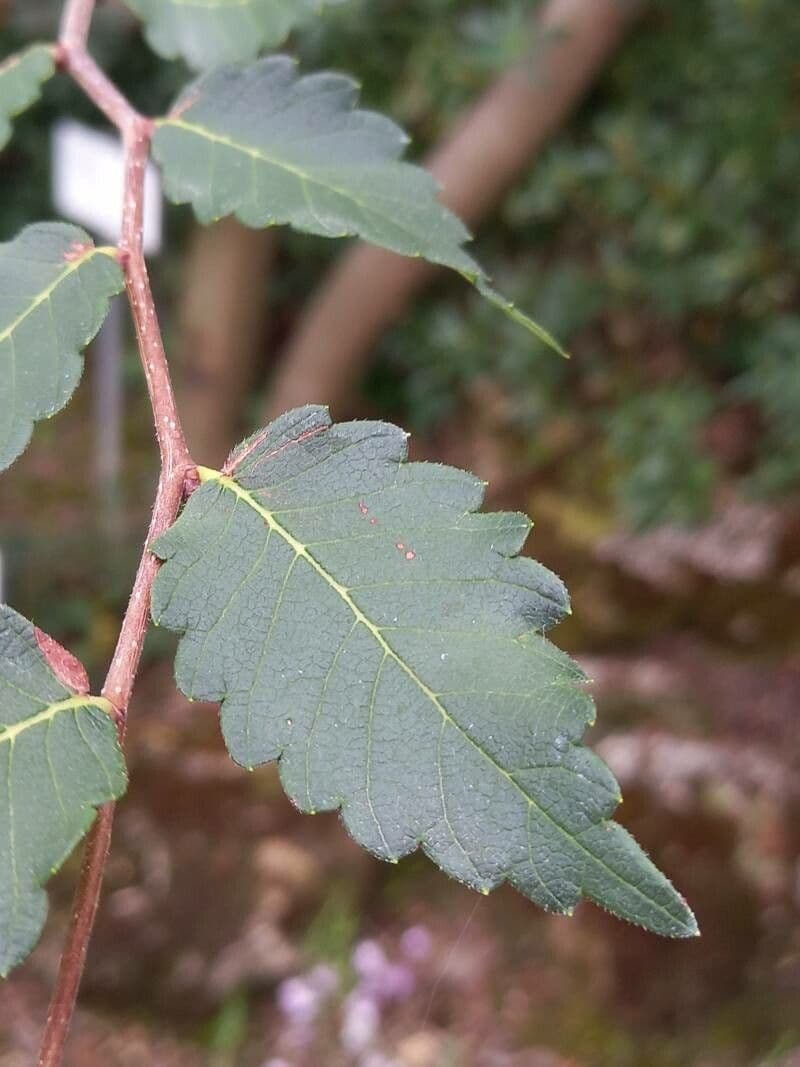Zelkova cretese 8