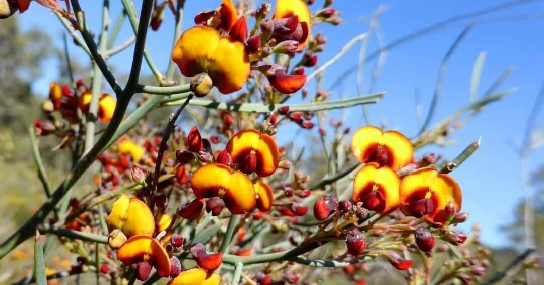Daviesia