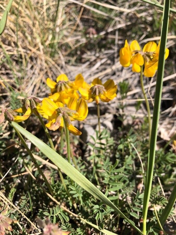 Hippocrepis 9