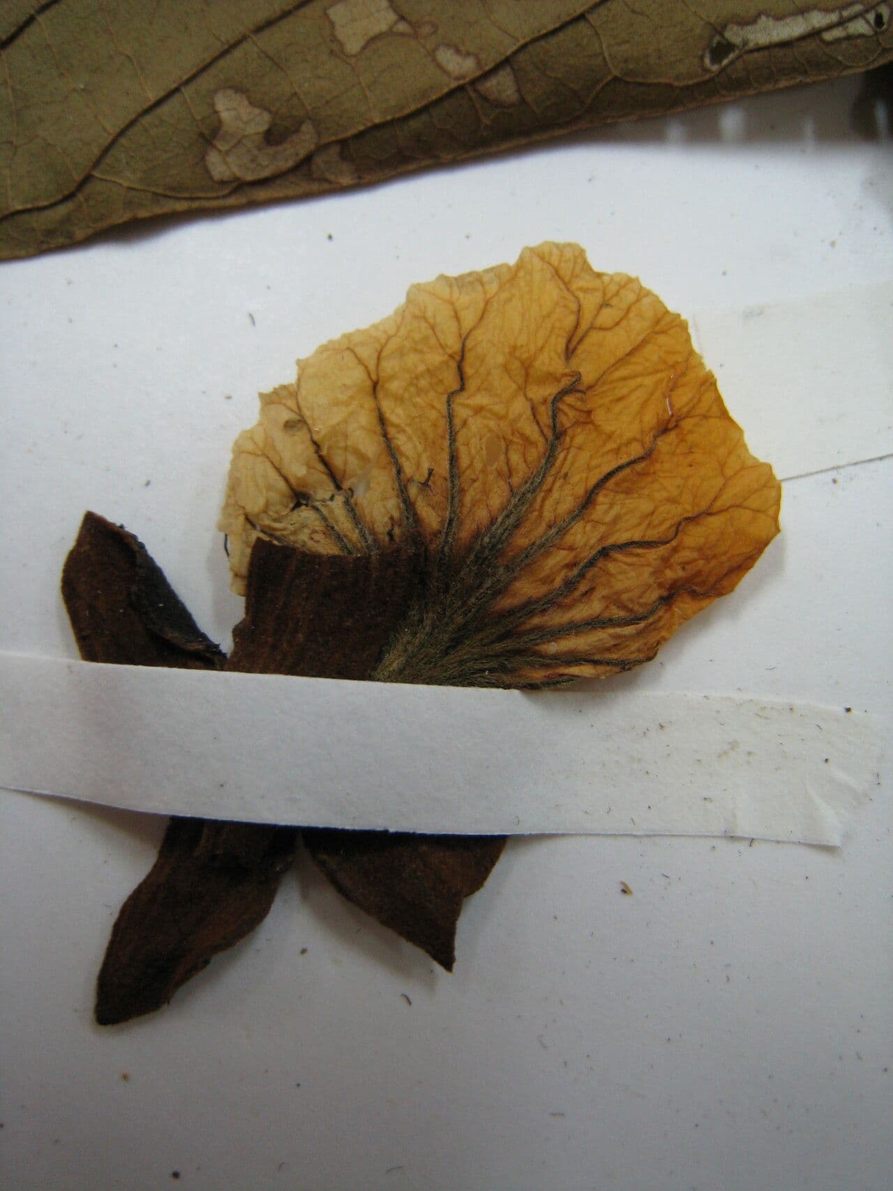 Swartzia