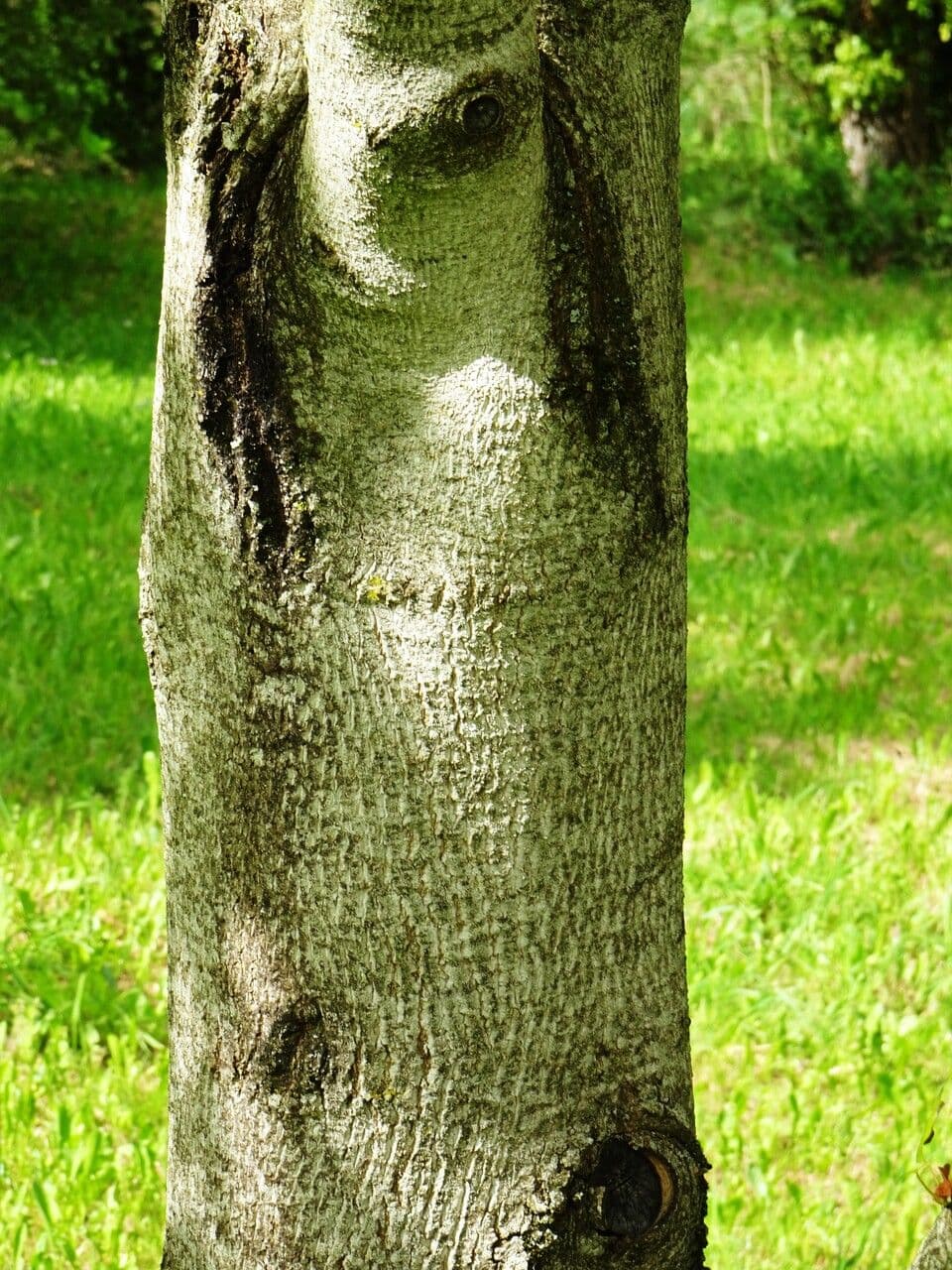 Tulipifero 25