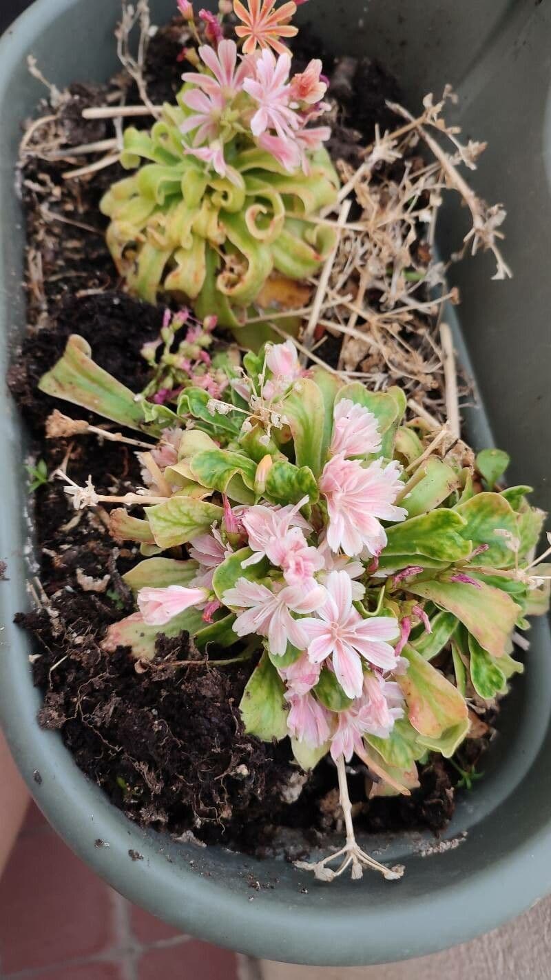Lewisia cotyledon 9