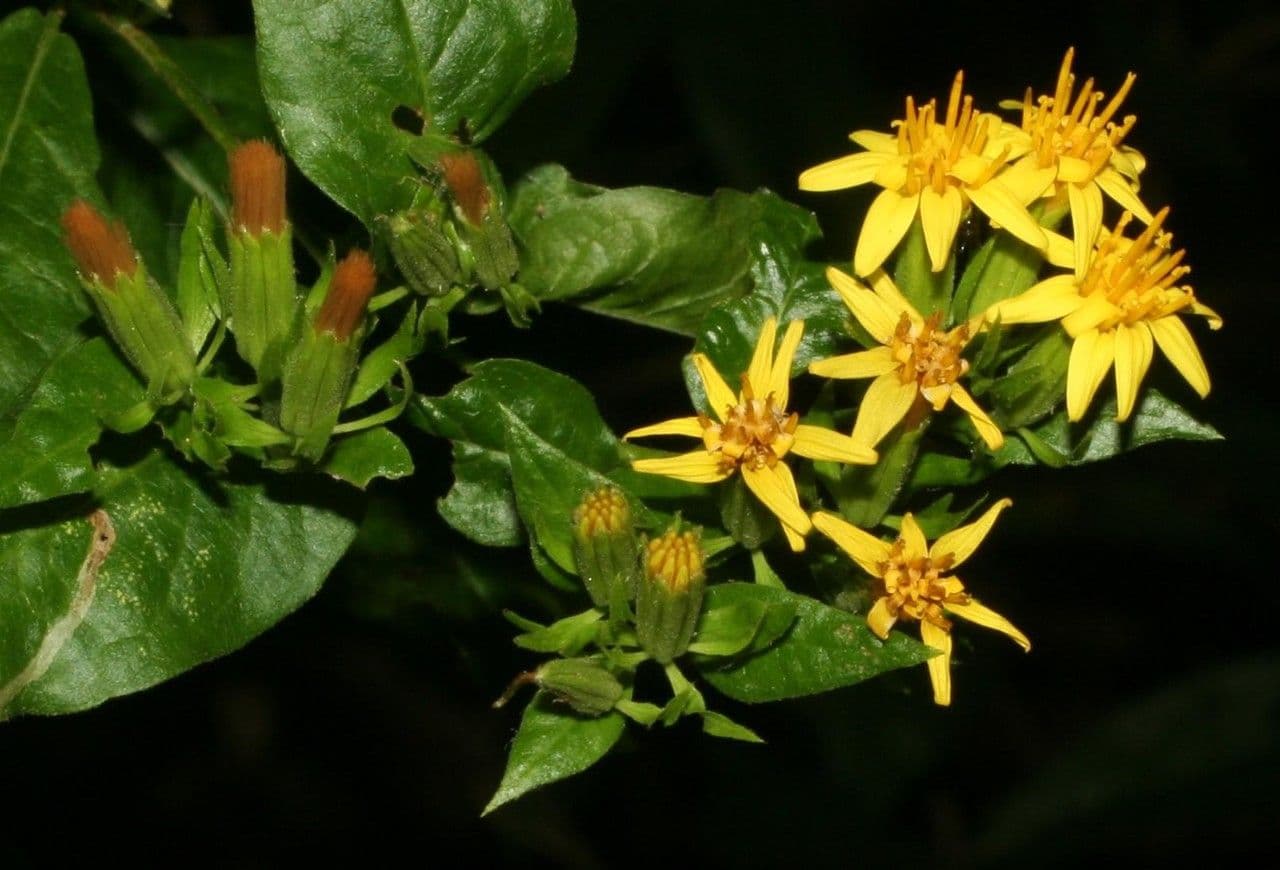 Trixis inula 18
