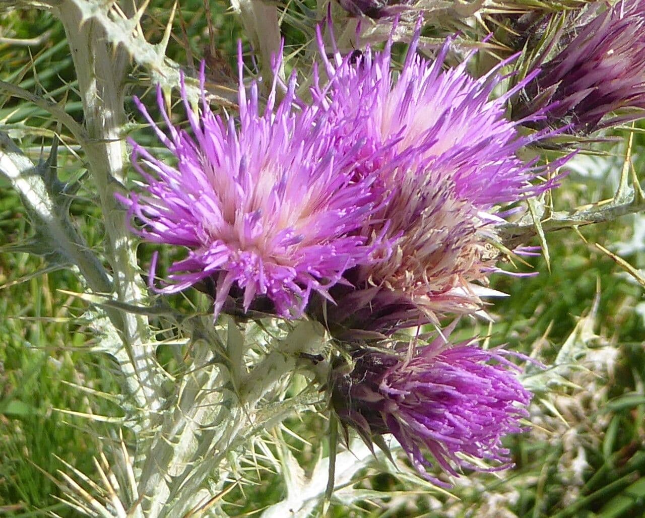 Pyrenäen-Distel 8