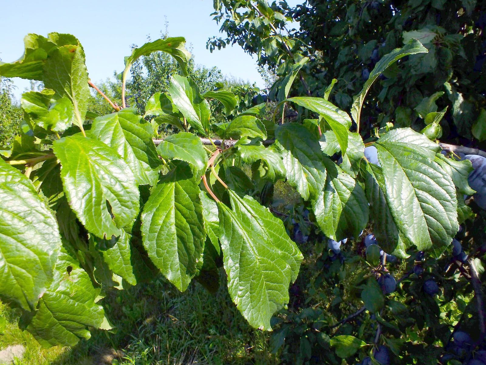 Prugna Damaschina 17